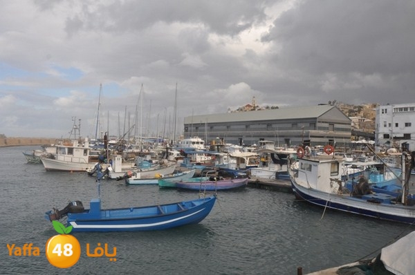 yaffa rain 1211 (10).JPG